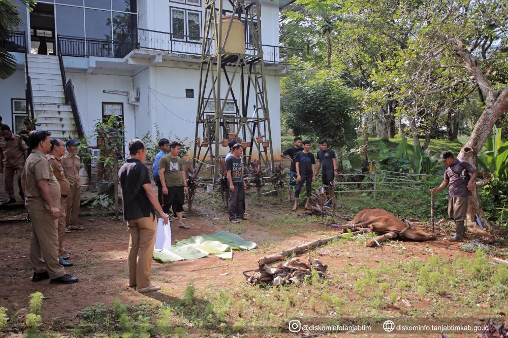 Dinas Kominfo Tanjab Timur Laksanakan Penyembelihan Hewan Qurban